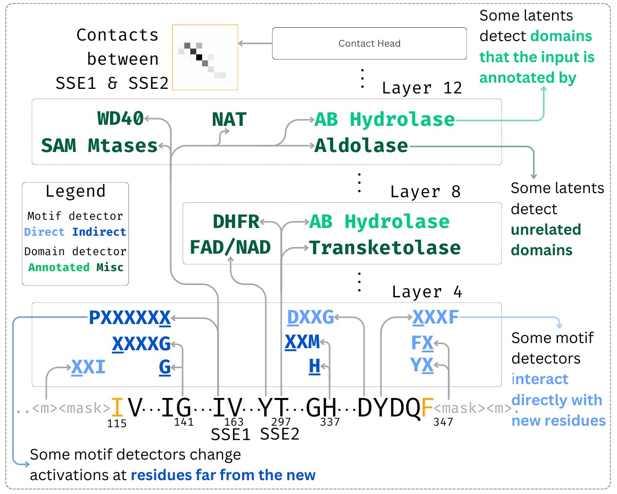 zephyr_wade's tweet image. I’ll be at NeurIPS Dec 3–7, presenting two Mech Interp workshop posters on (1) circuit-level analysis of protein language models and (2) detecting planning behavior in LLMs.

If you’re into mechanistic interpretability for science / cognition, I’d love to chat / grab coffee!