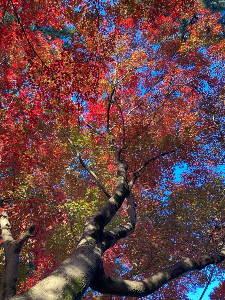 norio_nomura's tweet image. 見上げると #lookup #tree #🌳 #autumnleaves #🍁 @ #弥厚公園