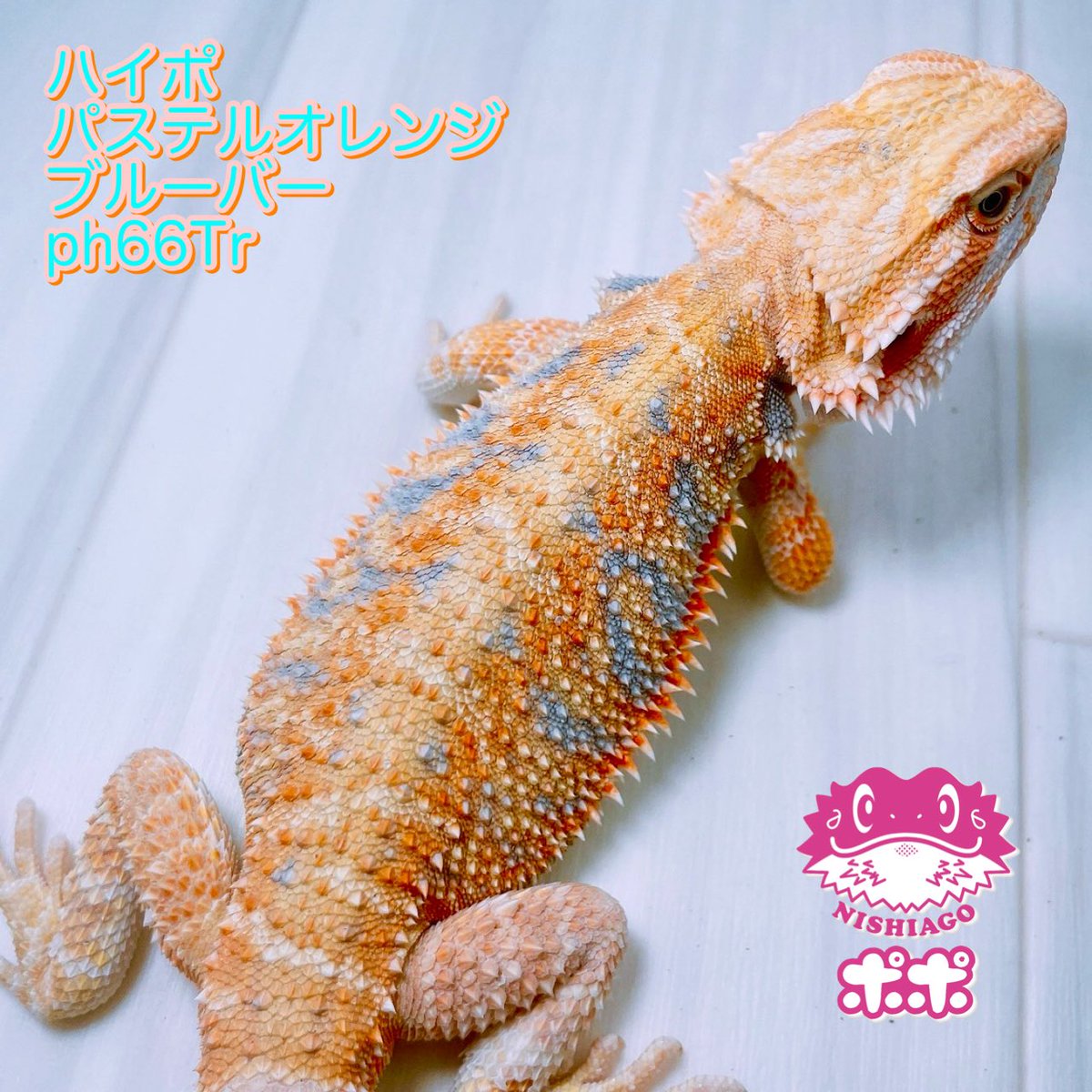 ポポのケージ (@poponocage) / Posts / X
