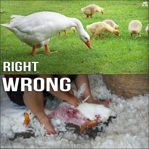 herbivore_club's tweet photo. Name &amp; shame brands still using feathers below 👇 

#DownWithDown https://t.co/MA4V4PCimi