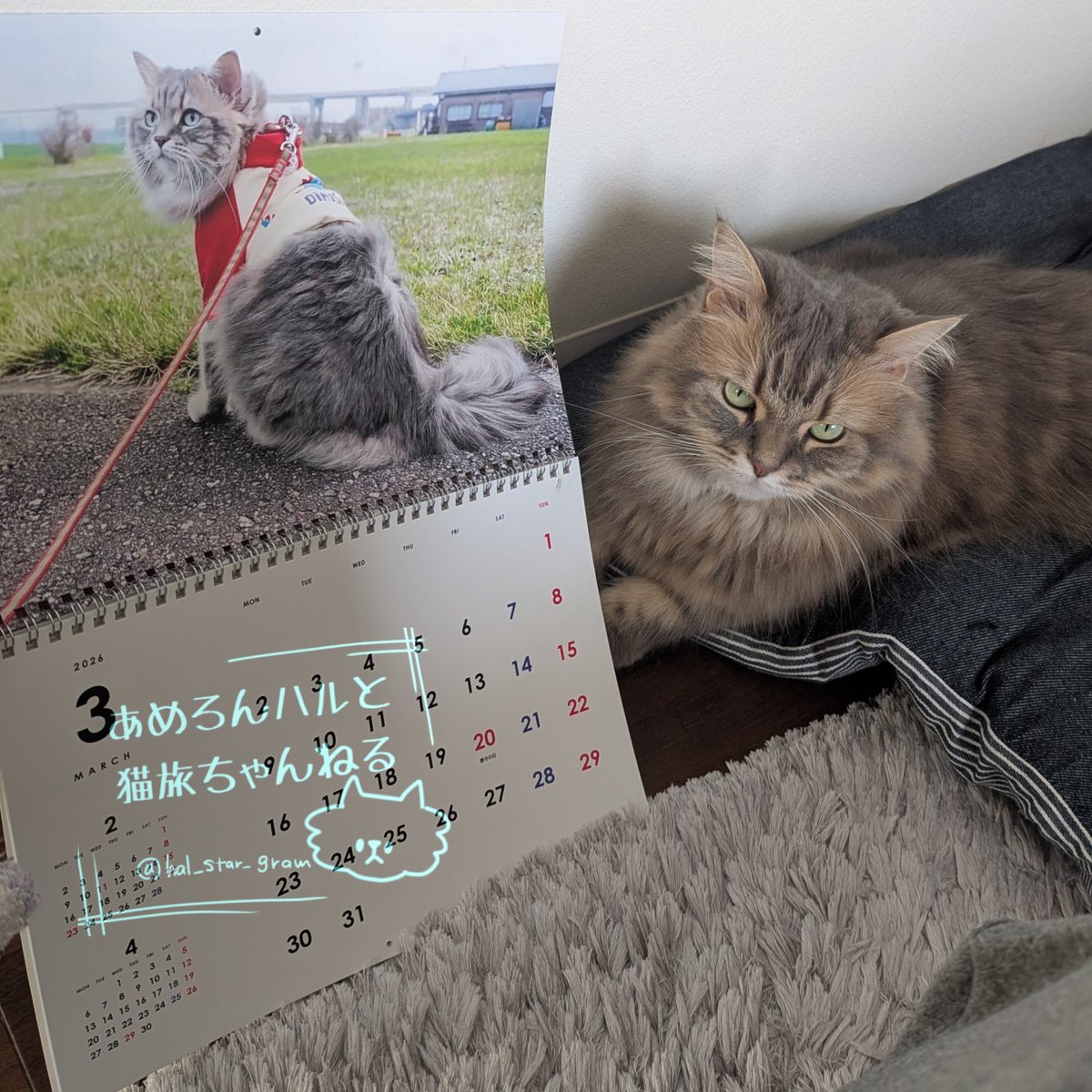 あめろんハルと猫旅ちゃんねる🍥 tweet media