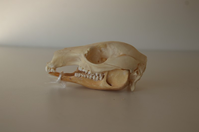 標本棚のラベル裏」を更新しました。 「034 ワラビー（種不明）（頭骨