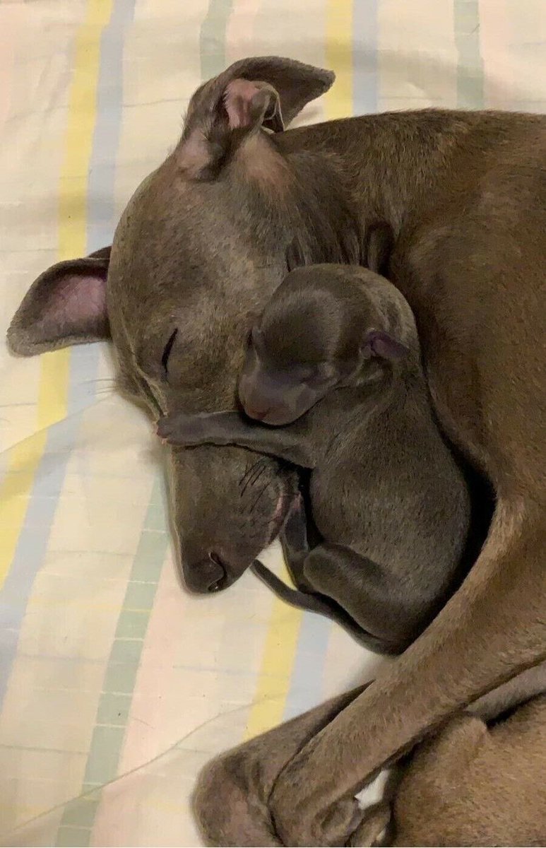Puppieslover's tweet image. Don’t pass without leaving a heart ❤️ for this mama Italian Greyhound. She just gave birth to her very first baby… and she refuses to leave her side. Pure love in its tiniest form.