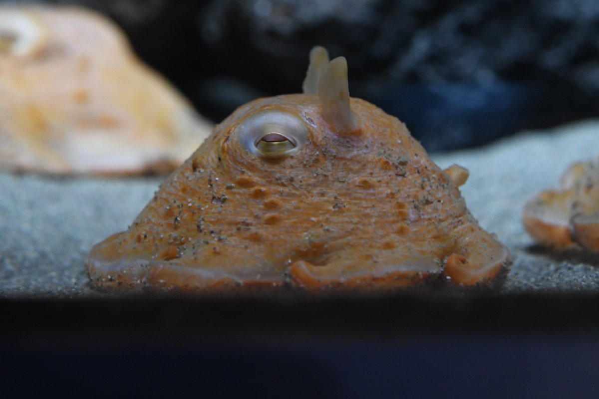 Post by どらすけ@火曜日 南n40b on X: め…メンダコ！？