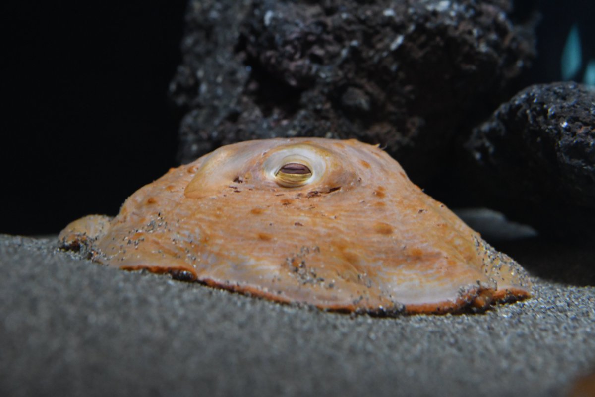 わあ！久しぶりのメンダコ展示！！ちっちゃかわいい子だ……