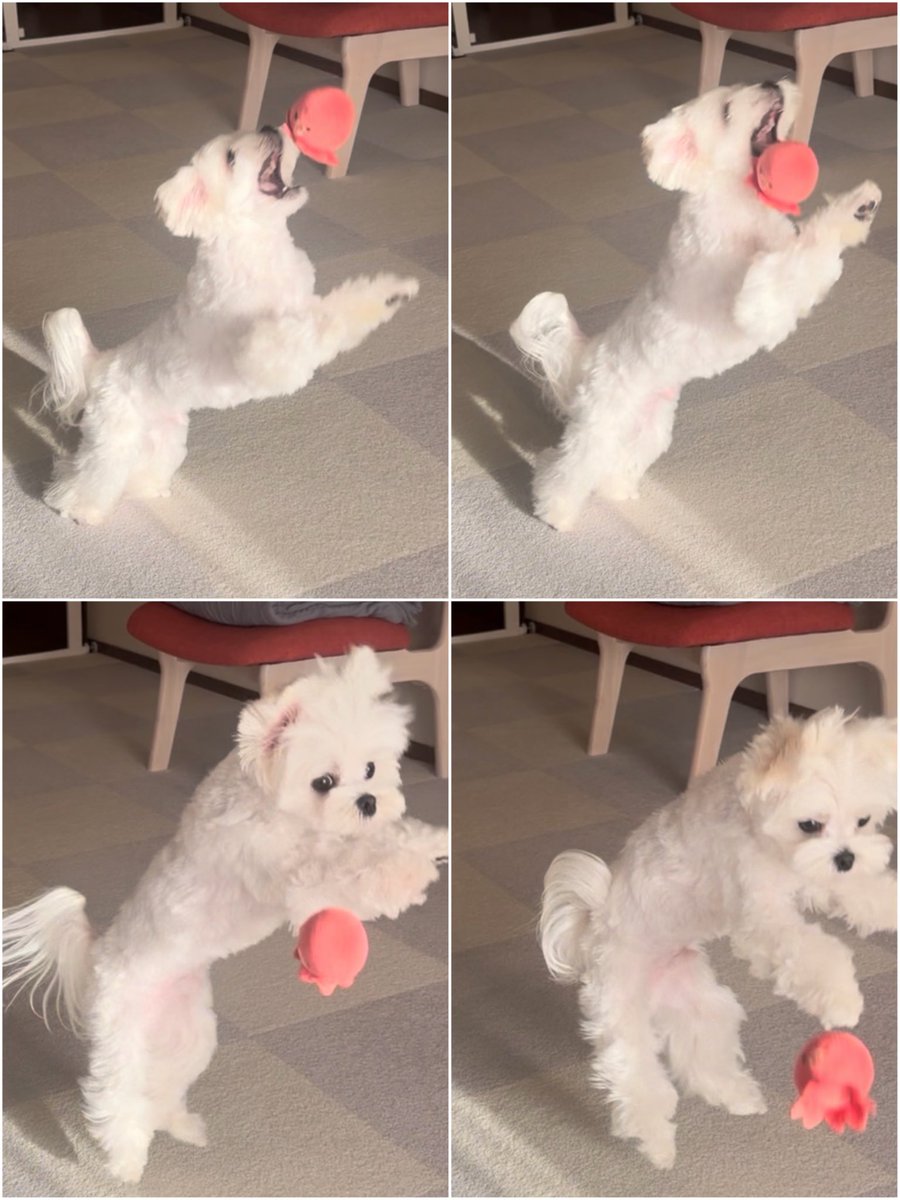 とろろ (@torolog_) / Posts / X