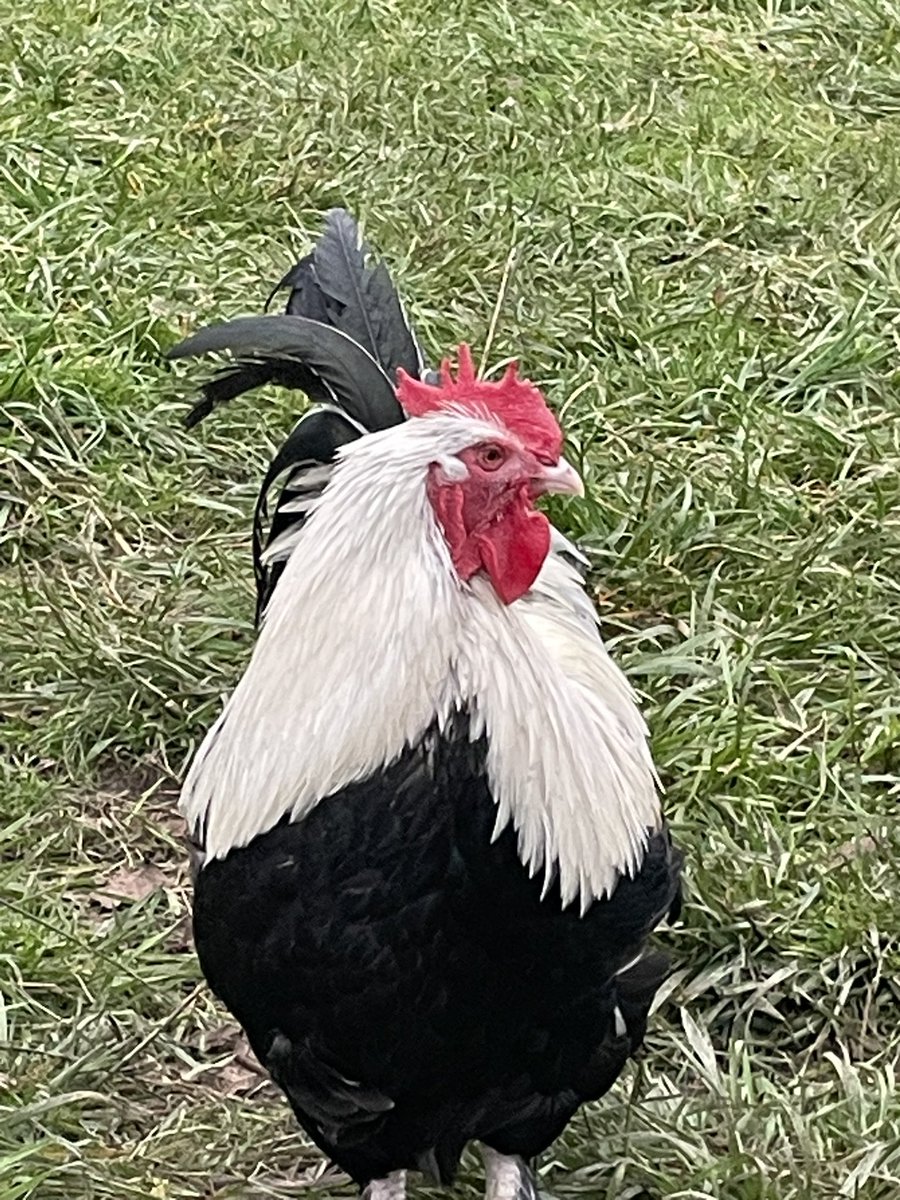 My beautiful Bruce Wayne 🥰 aka “Bruce (lil) Wayne” and “batcock” 😂