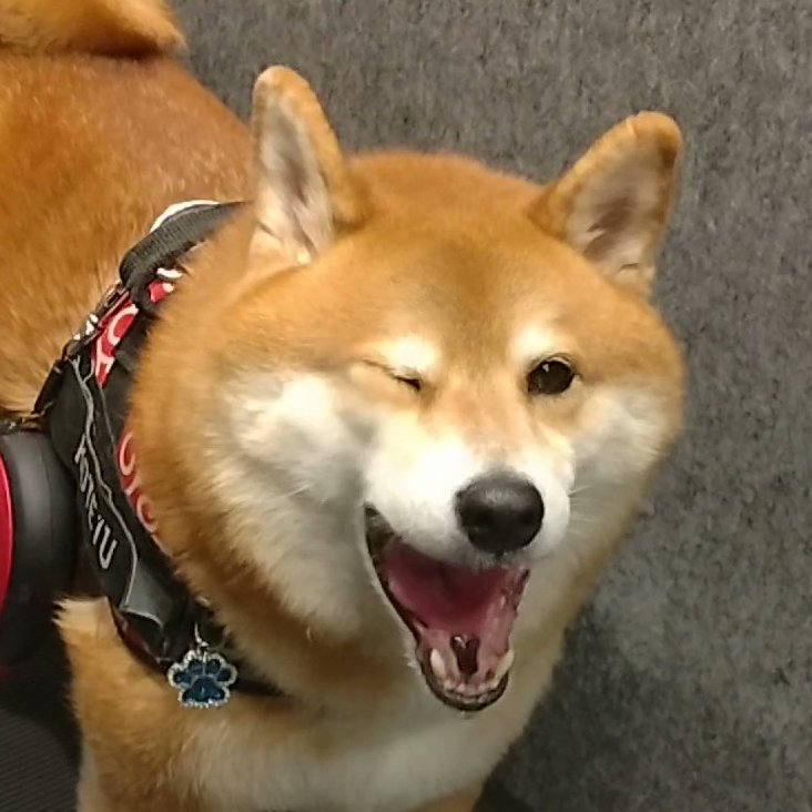 leica d-lux8 【柴犬こてつ】 柴犬こてつ (@ZAoBz8qXQZggdJj) / Posts / X