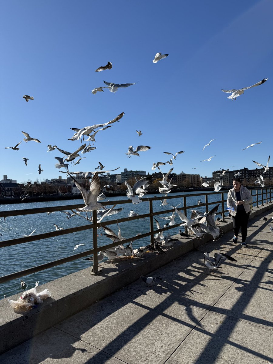 sea gulls are awesome