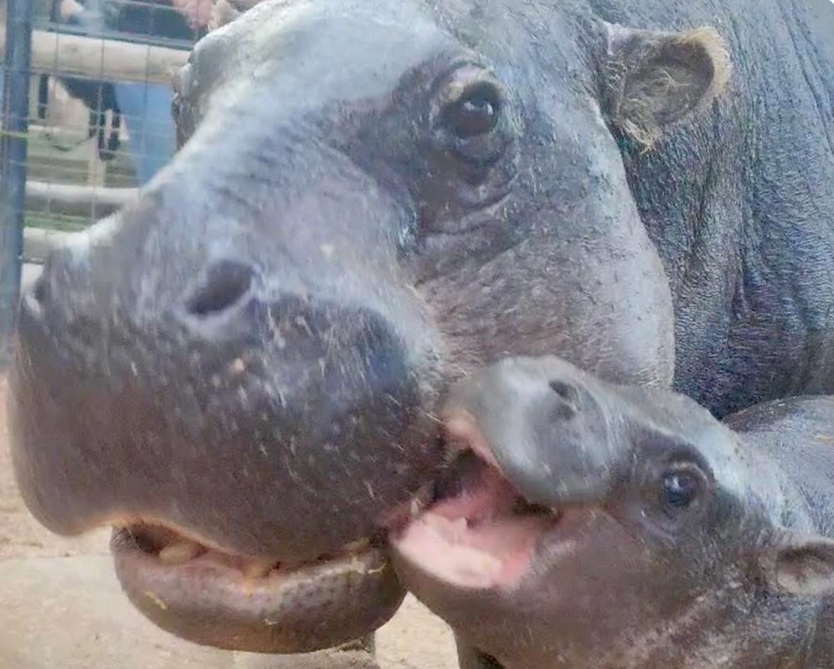 <a href="/AnimalGeoLife/">Nature is Phenomenal</a> Just a mother and her Mars