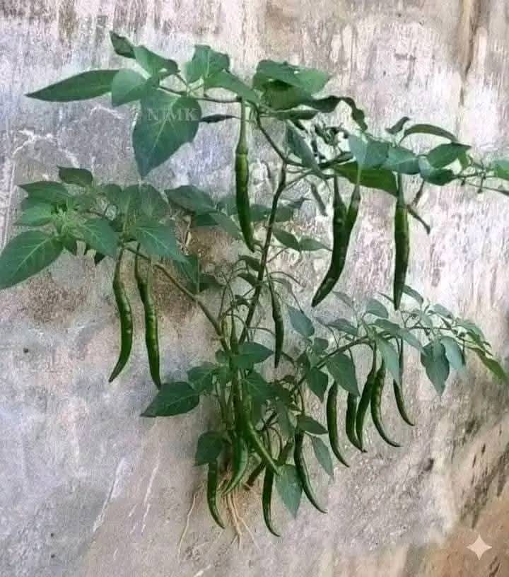 imRohit_IND's tweet image. मिर्ची कहीं भी लग सकती हैं 😂