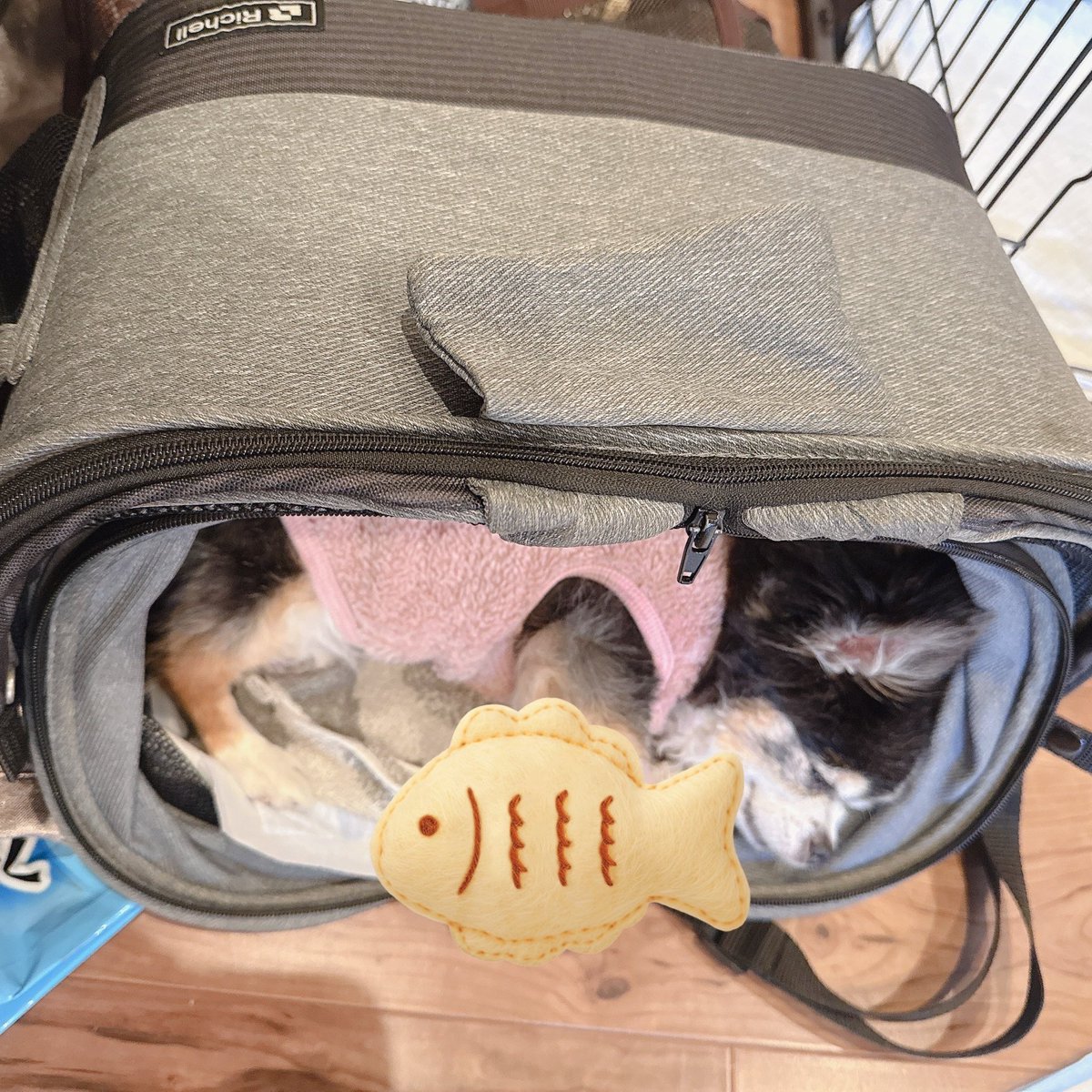 ぱいなっぷる様ご確認用 パイナップル🍍 (@_pineapple_room) / Posts / X