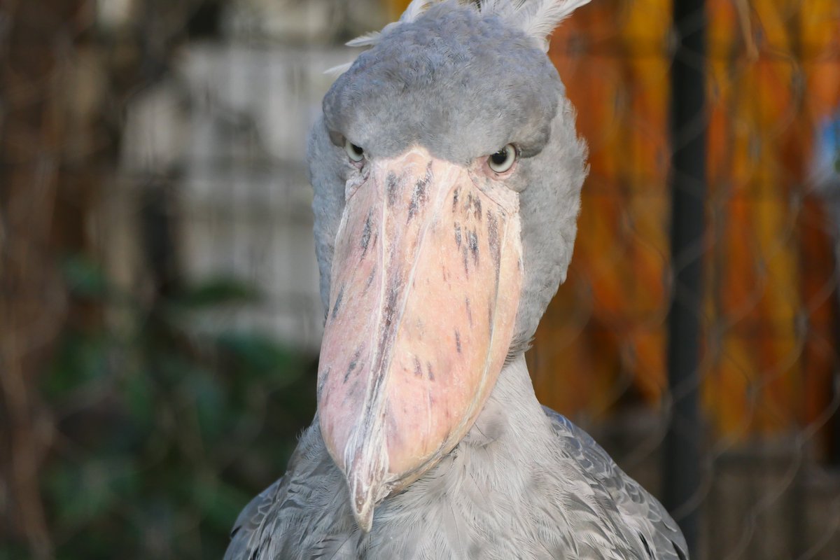 おはようございます。  
今朝の動物たちの様子をお届けします。

#ハシビロコウ
#朝の上野動物園