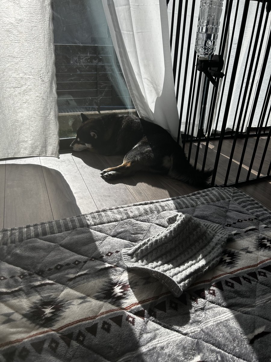 イヌ飼い七不思議のひとつ 「どうやって脱いだん？」