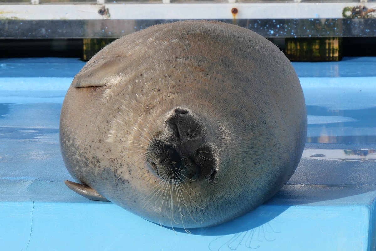 Tappuri Tappuri Sunday！🎂❄️🧁🎶🍝🌌🥔🍚🍭🍷🍠🍪💎🌸🌙🧋🍕🥐✨❤️🥞🎀🩵🍀💍🎉🫧🍙🌟🌻🍒

2025.11
#とっかりセンター （アザラシランド）
#ワモンアザラシ #よう