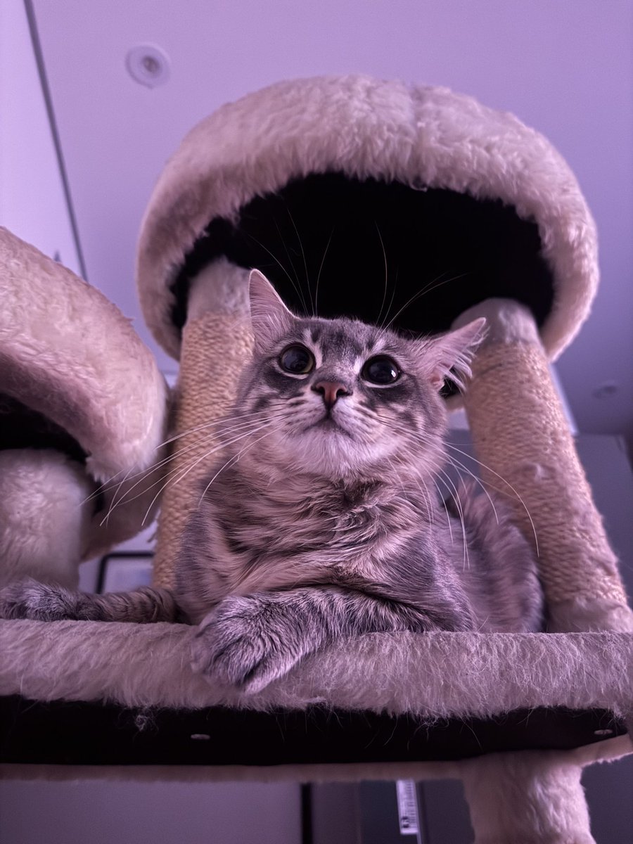 lorenaaorsi's tweet image. assestindo.,,, o paiE .,, na tV.,,,,,,