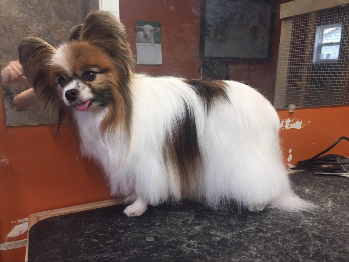 ReasonRhymes's tweet image. I highly recommend a papillon. Believe it or not he only needed to be groomed twice a year. Their hair is like silk. They are not yapping like many small breeds. They are actually a spaniel. In Europe they are known as Continental Spaniels.