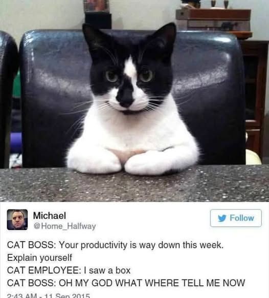 ArtYourCat's tweet image. &quot;Is that box really more important than your work? 😂🐾 #CatBoss #WorkplaceHumor #ArtYourCat&quot;