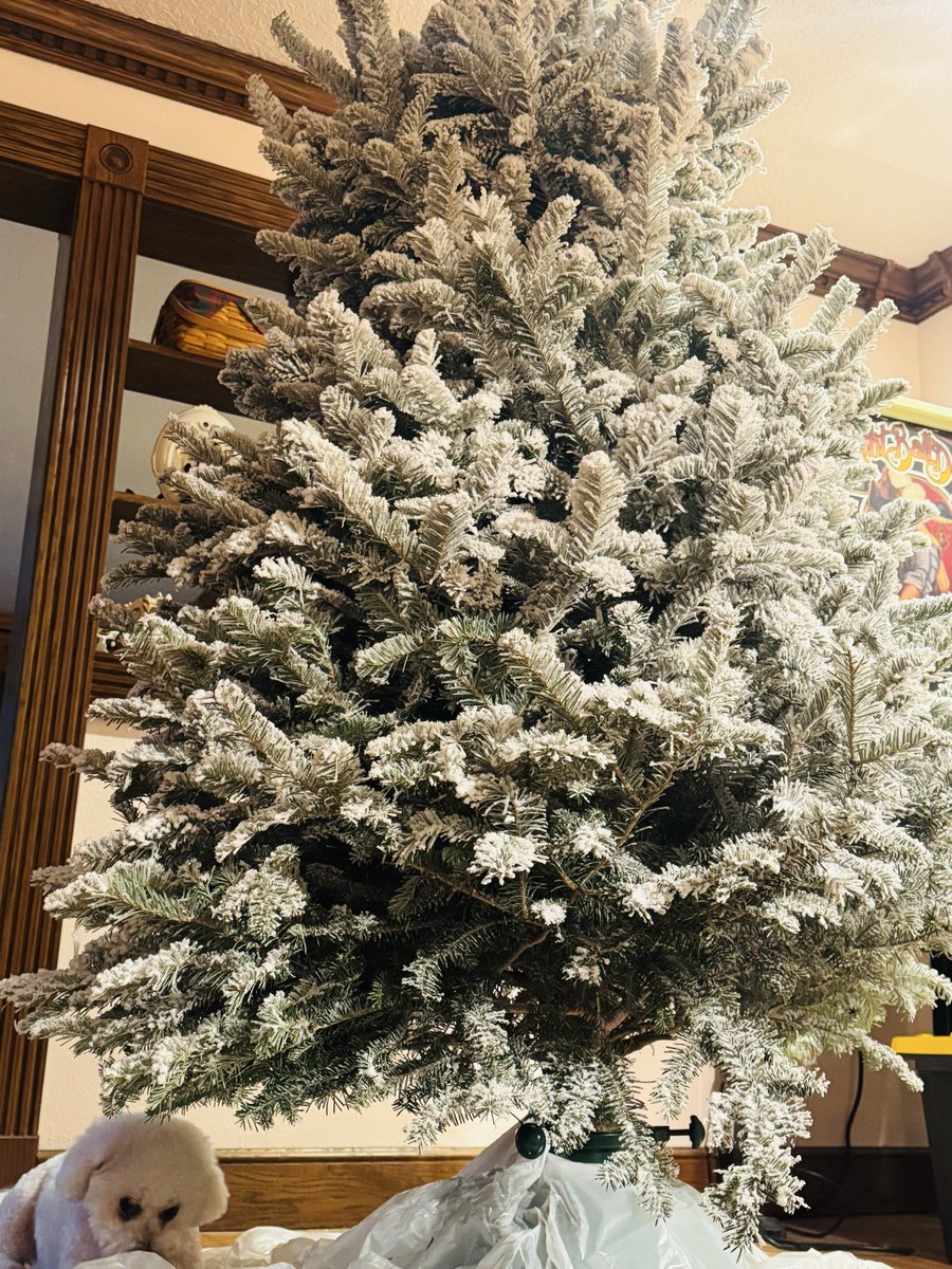 Christmas Tree SECURED! 🎄👏

Now time to get this thing decorated!