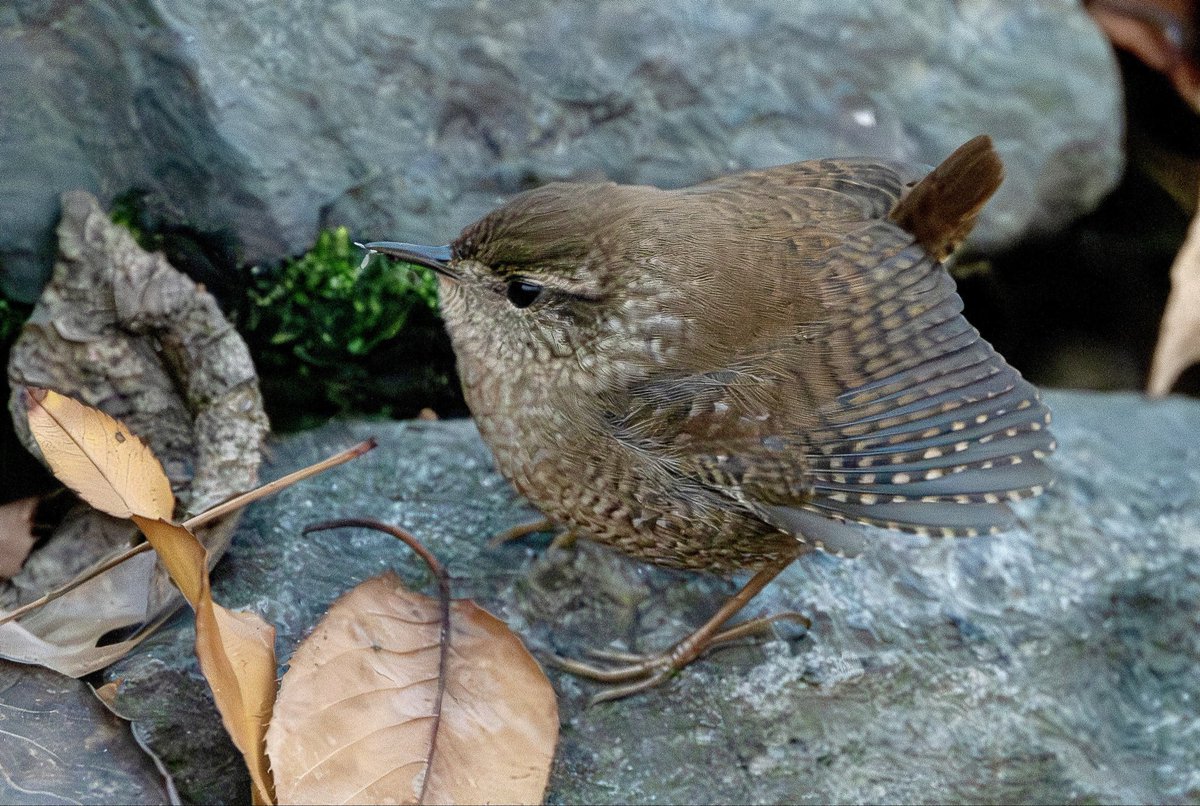alexcritelli1's tweet image. Little Winter Wren in the Ramble.  #birdcpp