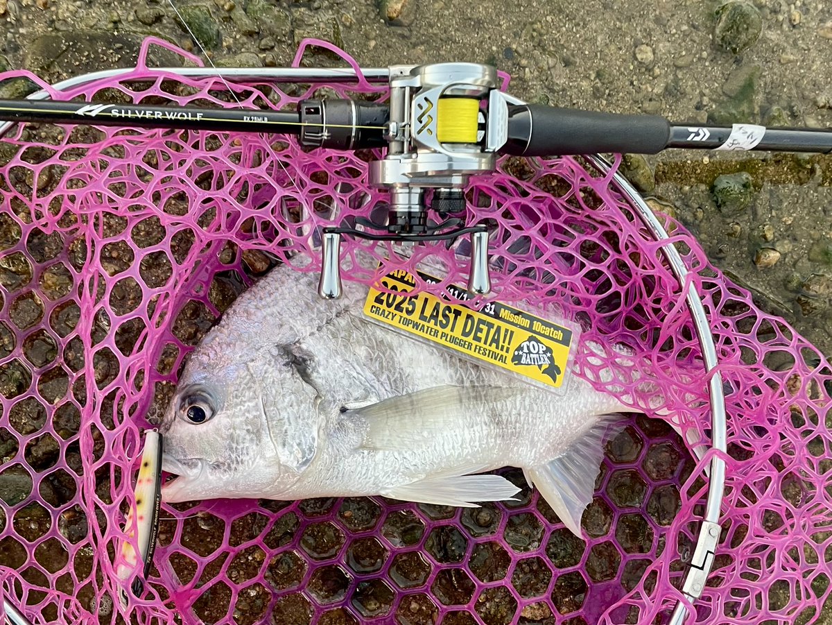 さんぐー (@macatic) / Posts / X