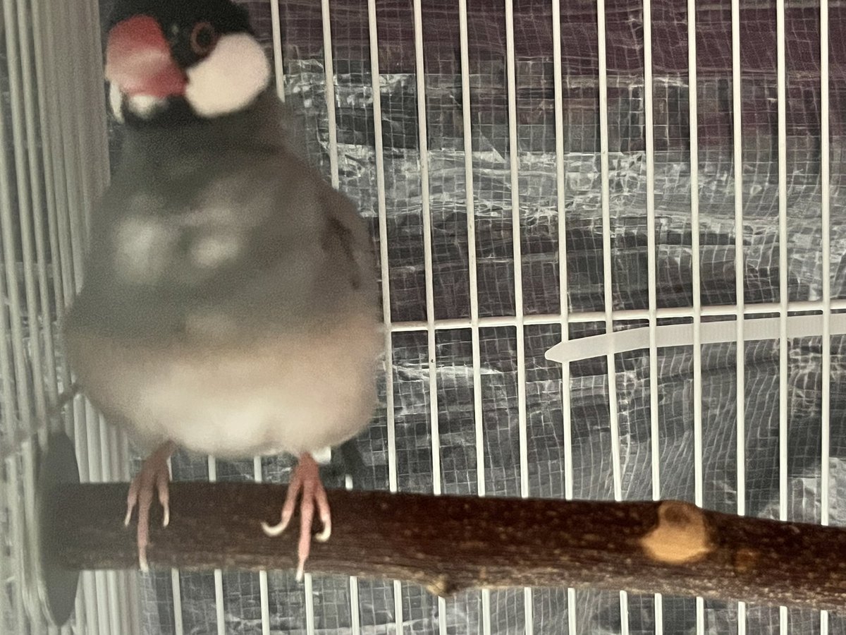 ぼんきち 様 11/29 おやすみなさい