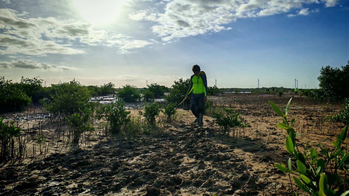 HazRuidoYuc's tweet image. Suman manos para restaurar los #manglares de #Progreso

Con estas acciones de los voluntarios, están mitigando gases de efecto invernadero hazruido.mx/principales/su…