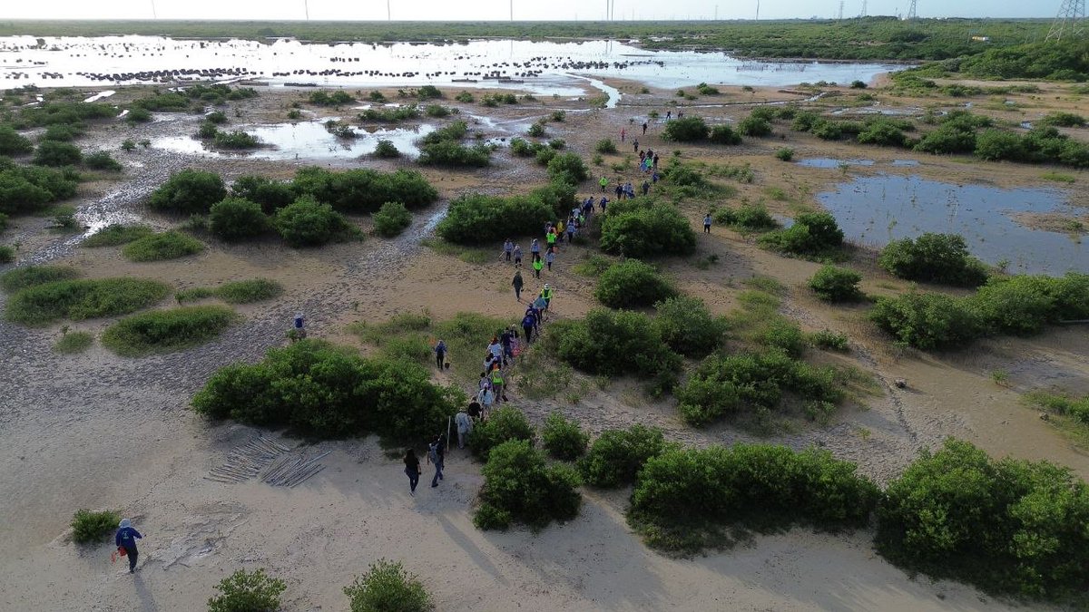 HazRuidoYuc's tweet image. Suman manos para restaurar los #manglares de #Progreso

Con estas acciones de los voluntarios, están mitigando gases de efecto invernadero hazruido.mx/principales/su…