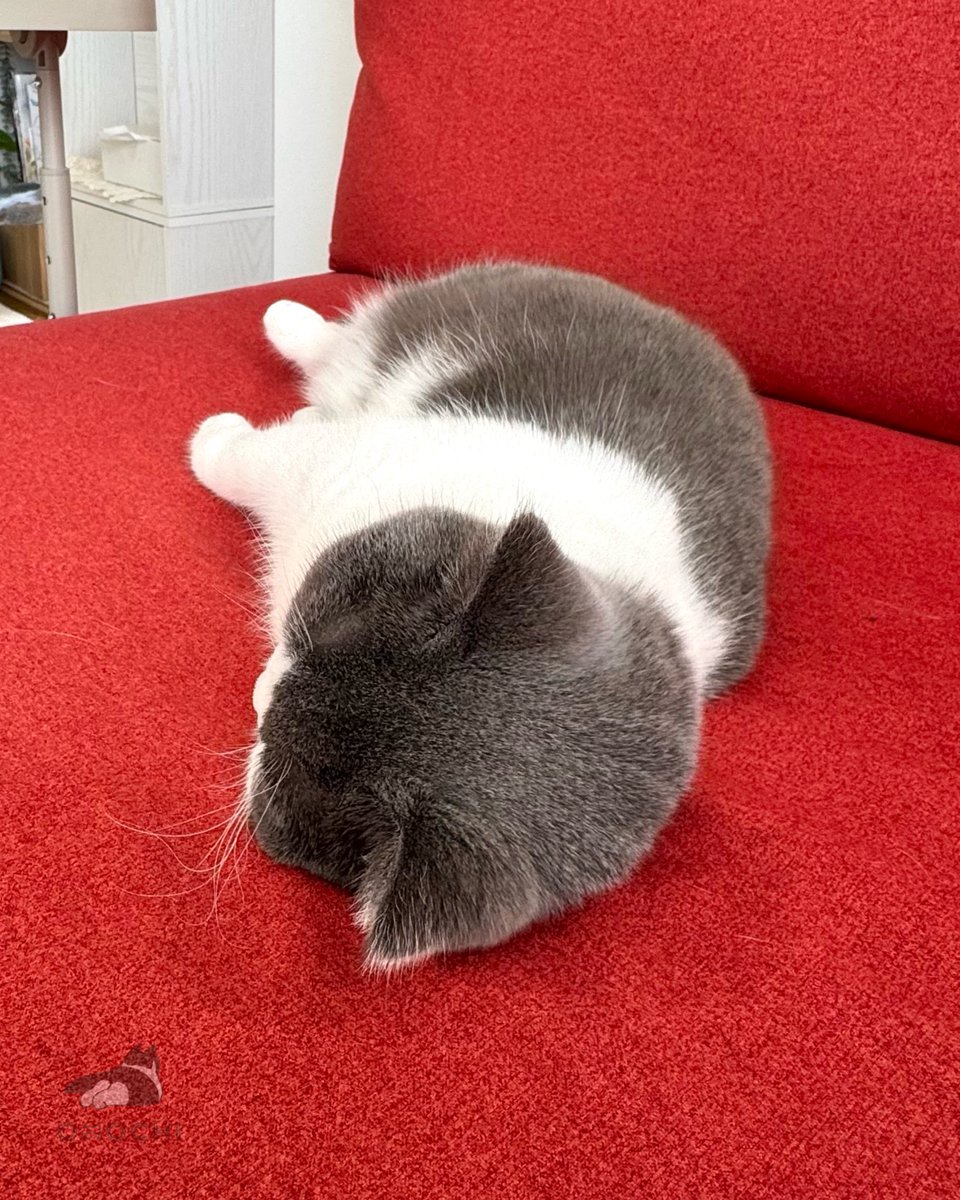 Post by おもち on X: 日曜日の朝☺️