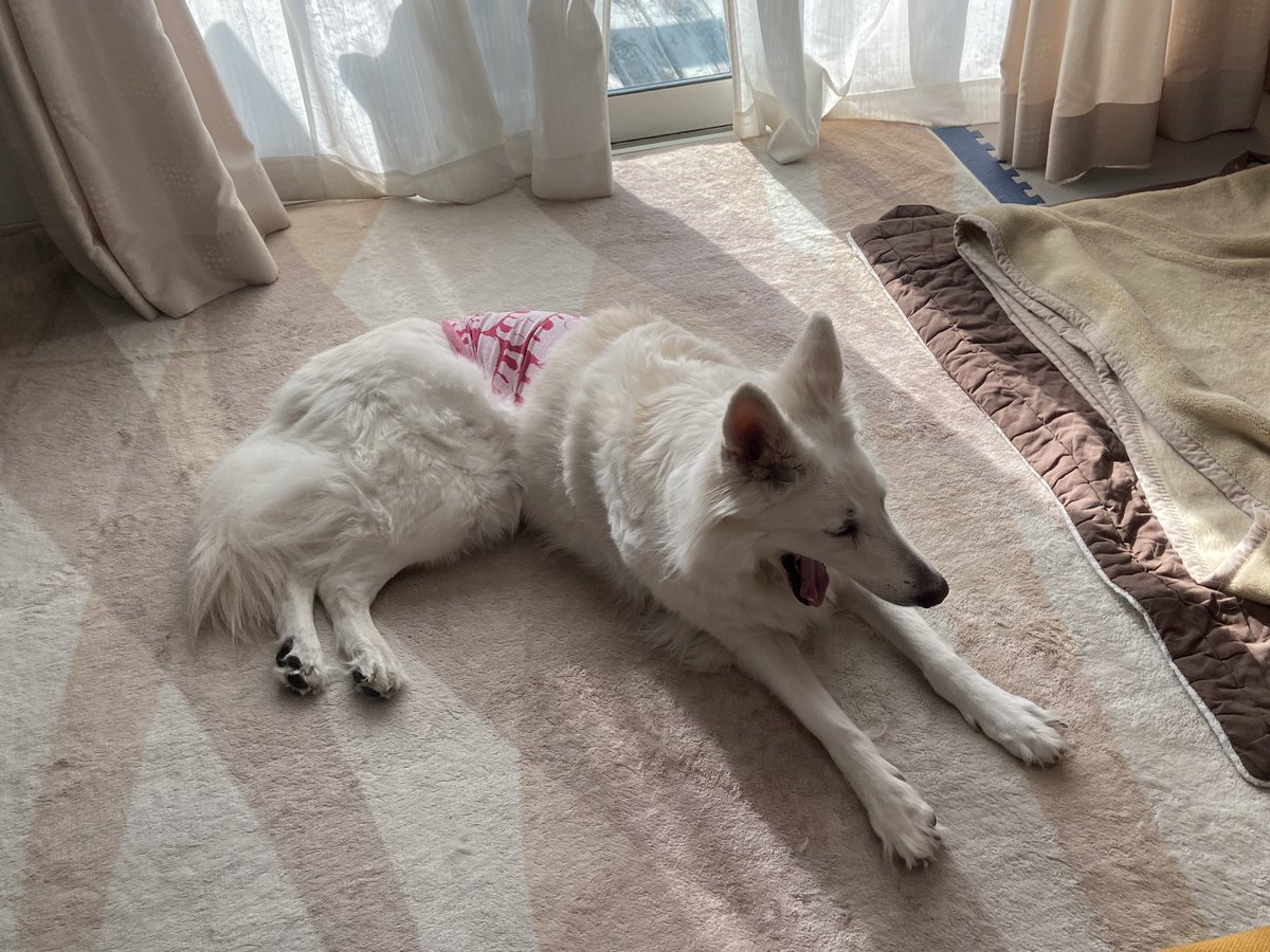 おはようございまファー