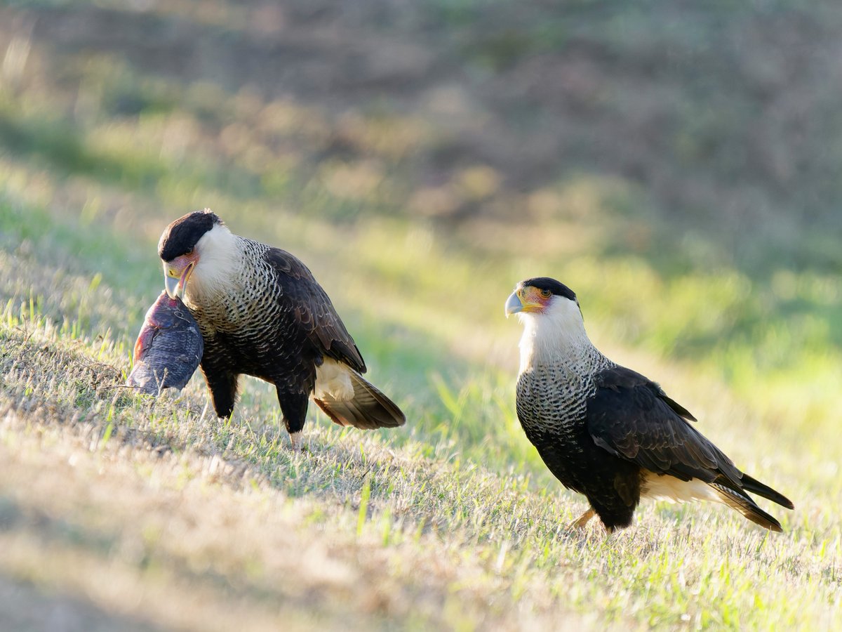Crested caracara