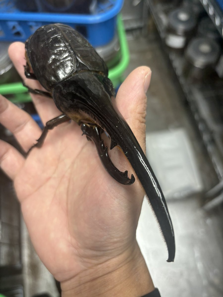 ✴︎Aki✴︎ Amazon.co.jp: LISEN iPhone 充電ケーブル【2M, 最大240W】らいとにん