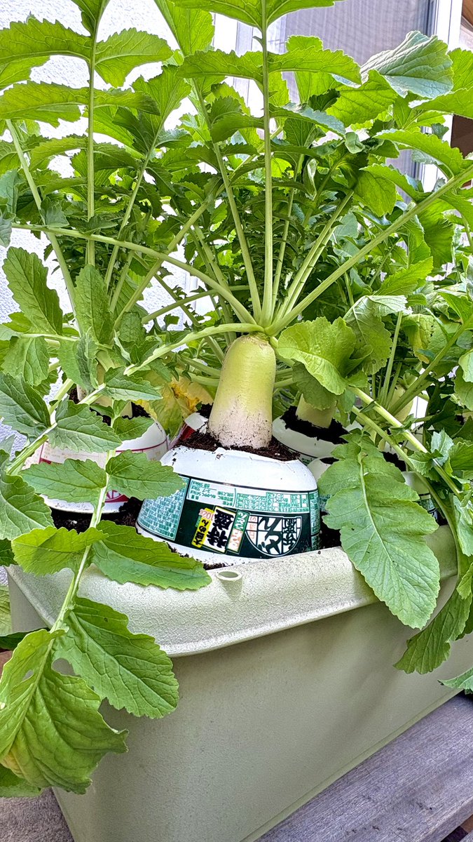 ぽたろうの家庭菜園HACK (@HACK1136) / Posts / X