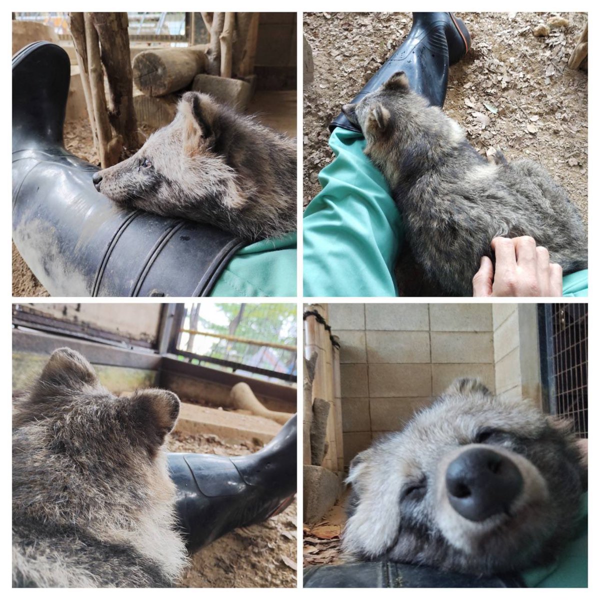 ゲンマイざんまい

主に9月から10月に職員が間近で撮影したゲンマイ写真集です。

#夢見ヶ崎動物公園
#ホンドタヌキ #タヌキ #ゲンマイ #ゲンマイざんまい
#川崎市 #幸区