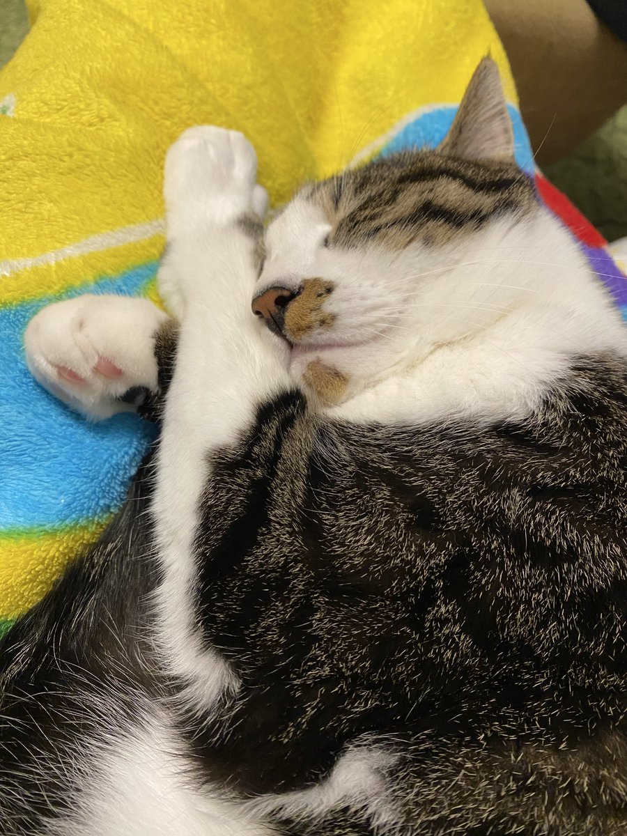 きょうは　かあさん　不安定みたいです　こんなひは　ぼくたちと　一緒に　おうちに　お籠もりです