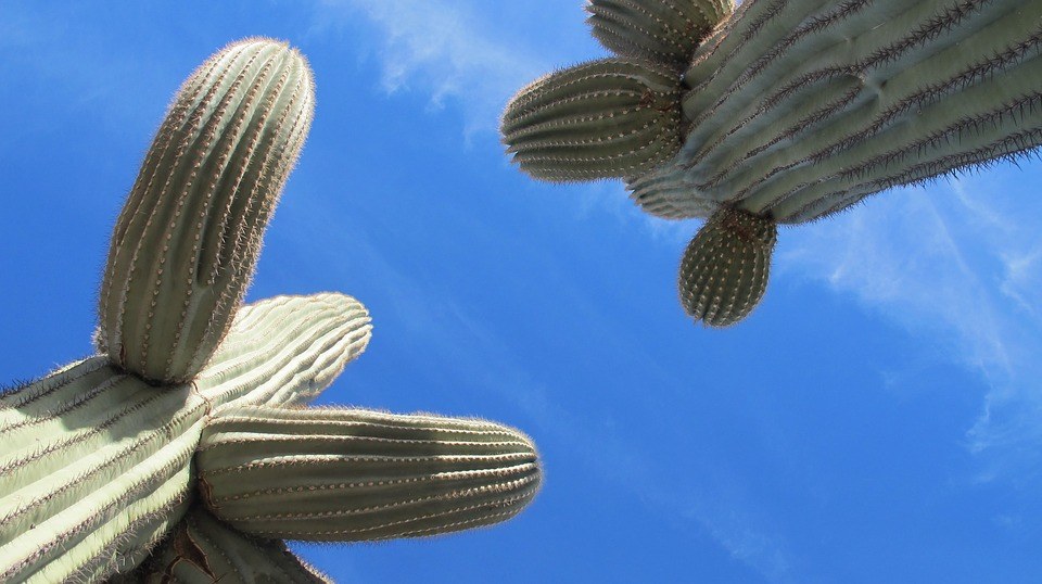 TucsonFlyer's tweet image. See Saguaros that can reach the sky - Tucson AZ to/from #Spokane (GEG) WA flight deal from $206rt
#TucsonFlightDeal tucsonflyer.com/tucson-to-spok…