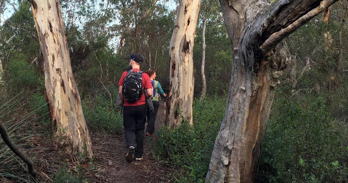 TrailHikingAust's tweet photo. Deep Creek Waterfall from Tapanappa Lookout is an 8km, grade 4 hike located in Deep Creek National Park, South Australia. The hike should take around 3 hours to complete.

#hiking #bushwalking  #trailhikingaustralia #TrailsSA #WalkSA #HikeSA #SouthAustr...
https://t.co/E19Zys2OI3 https://t.co/WIqpeUWKxh