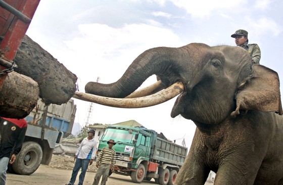 auroraiga's tweet image. Miris ya, dulu ketika Tsunami Aceh 2004, para gajah kalian nobatkan jadi pahlawan karena membantu evakuasi korban dari puing reruntuhan yang tidak bisa dijamah peralatan waktu itu. Sekarang, penguasa melibas habis rumahnya. Rakyat dibungkam UU KUHAP, gajah dibungkam deforestasi.