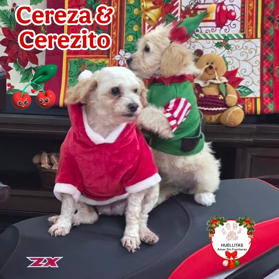 Con estas bellas fotos comenzamos la temporada navidad de Huellitas Amor Sin Fronteras. 

Ya esta, listos para ma rifa navideña🎄🎄?

Por que los niños ya estan mas que puestos 🙂🙂🎄