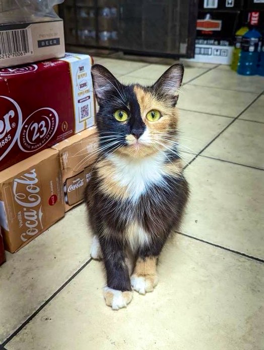 Bodega Cats tweet media