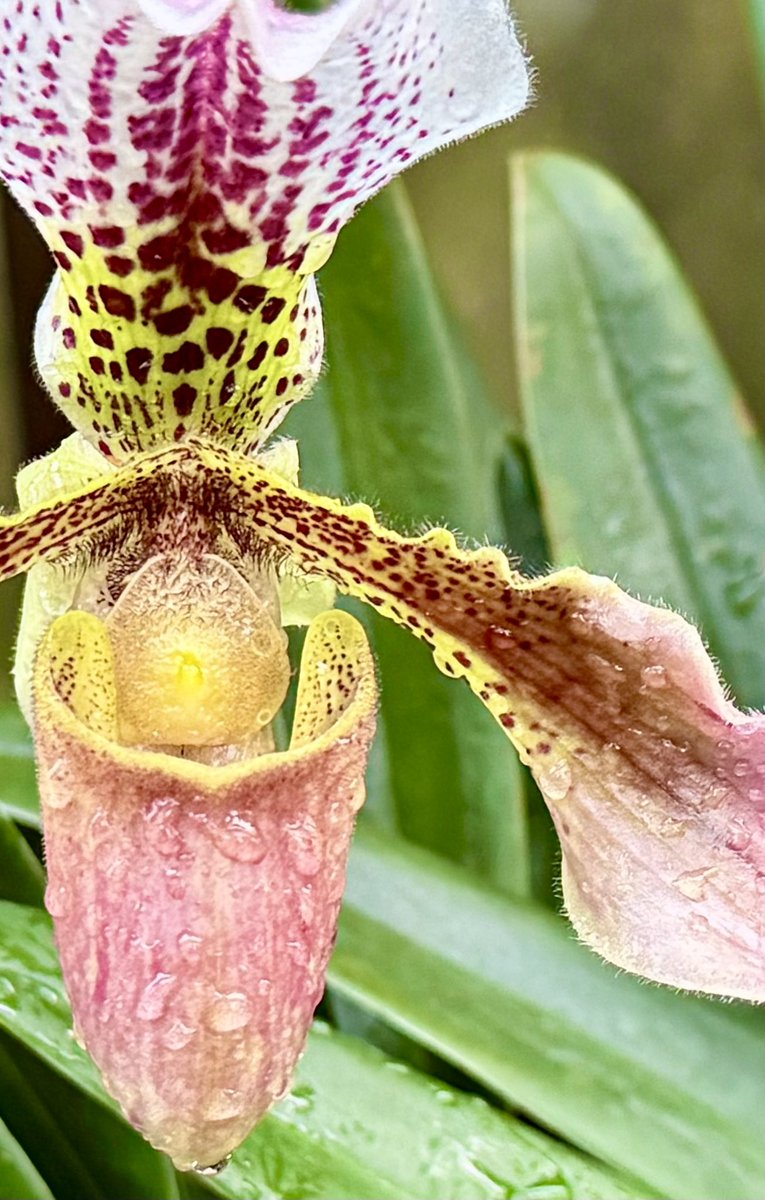 AttersonBarbara's tweet image. #AlphabetChallenge #WeekVforVowels 

             ~ orchid ~