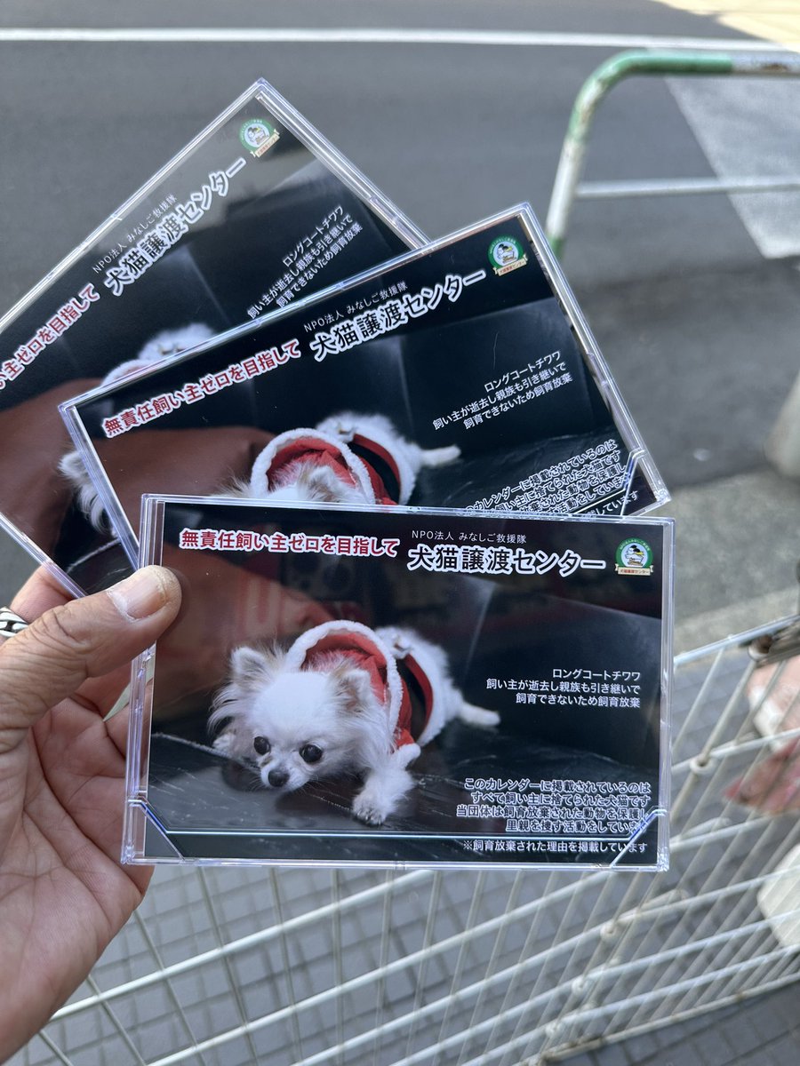 猫と楽しむ砂浜の夏🐱🏖️, image size:900x1200