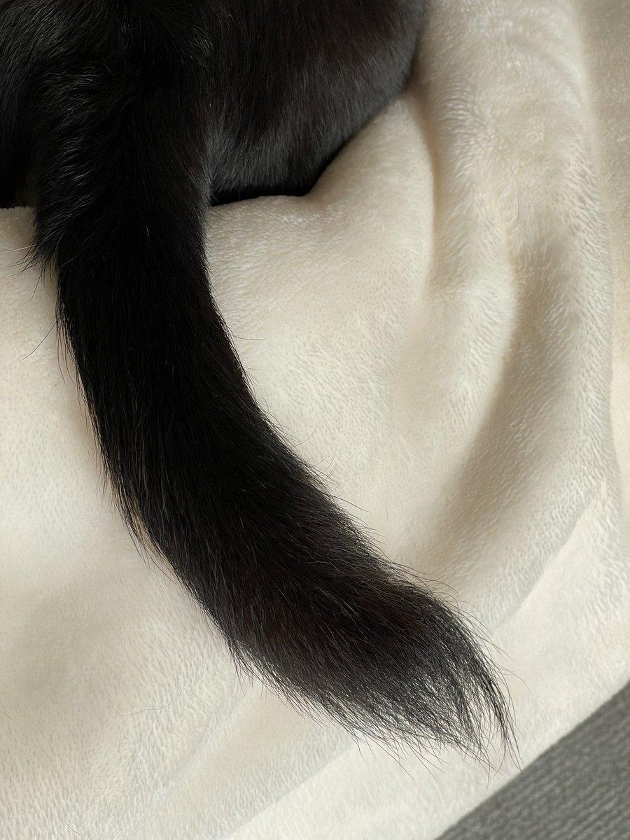 🐶たちが不調でまったりモード。室内はぶつけても転んでもOKの老犬対応中。