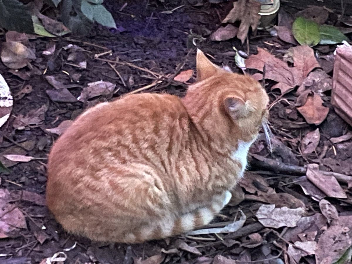 Grumpy ears 😂 he even looks grumpy from behind.