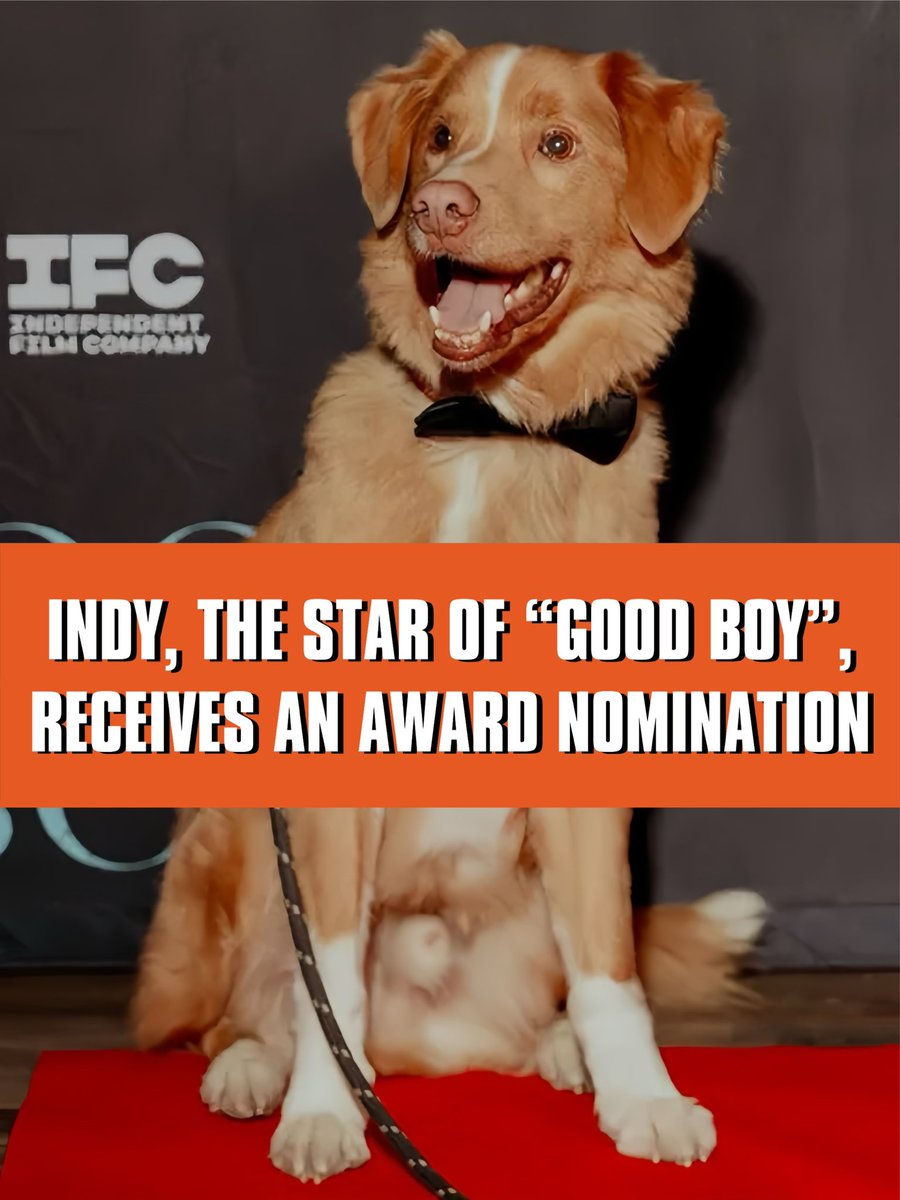 realshawnhunt's tweet image. Looks like Indy, the lead star of “Good Boy”, has made history by being the first animal nominated for a major award.  He’s currently up for “Best Performance in a Horror/Thriller” at the Astra Film Awards.

(At the very least, he should win because he’s so damn adorable).