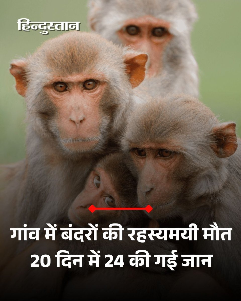 Live_Hindustan's tweet image. ▶️गांव आटा में 20–25 दिनों से बंदरों की रहस्यमयी मौतें हो रही हैं।
▶️अब तक 24 बंदरों की मौत की पुष्टि हो चुकी है।
▶️12 से अधिक बंदर और उनके बच्चे अभी भी बीमार पाए गए।
▶️ग्रामीणों ने बताया कि कई बंदर नशे जैसी हालत में इधर-उधर बैठे मिल रहे थे।
▶️इलाज या खाना देने पर भी दो–तीन दिन…