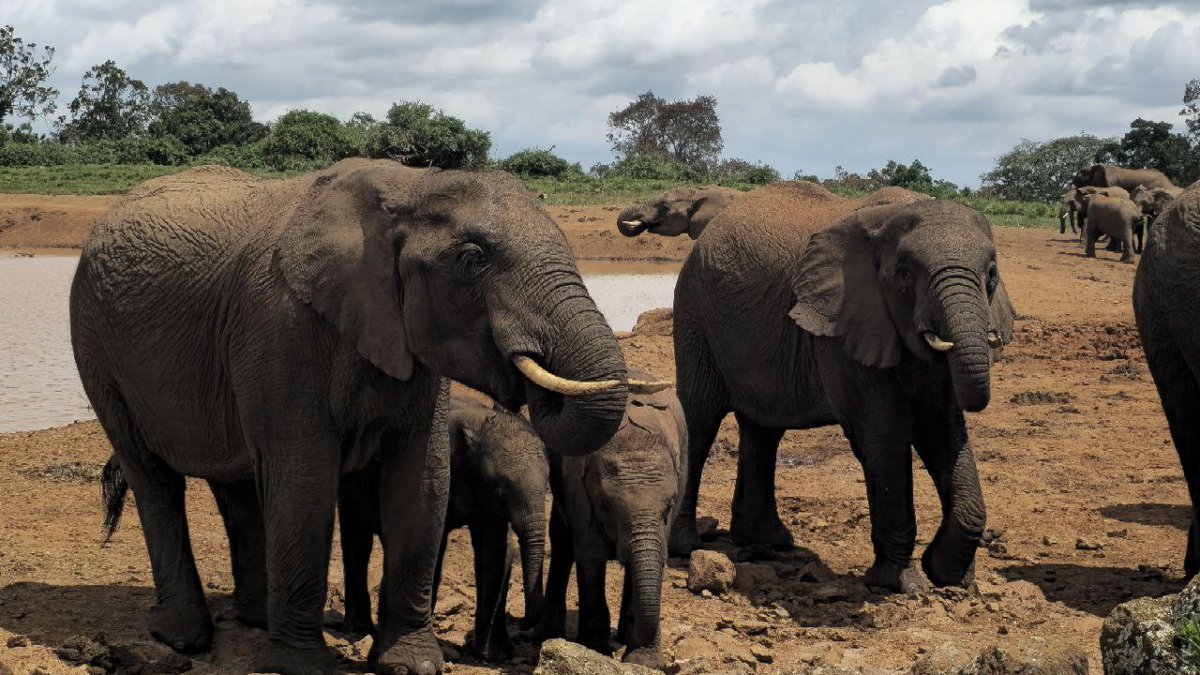 Fun fact: The African elephants get their name from the shape of their ears which resemble the outline of the map of the African continent? 

Nature, as it seems has a way of leaving us little clues. 🤓 

#dsail #wildlifeconservation #aberdarenationalpark #conservationforimpact