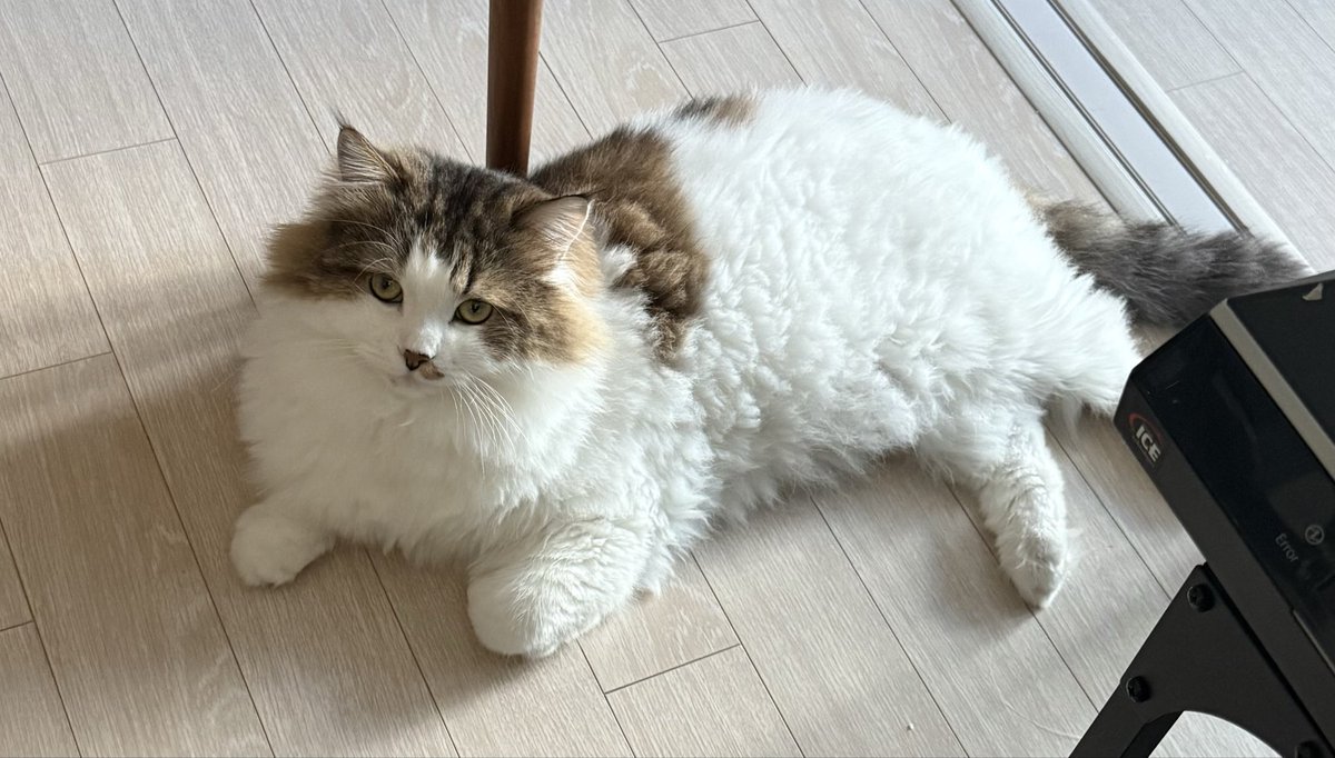 kuniklein's tweet image. 고슬고슬쿠니