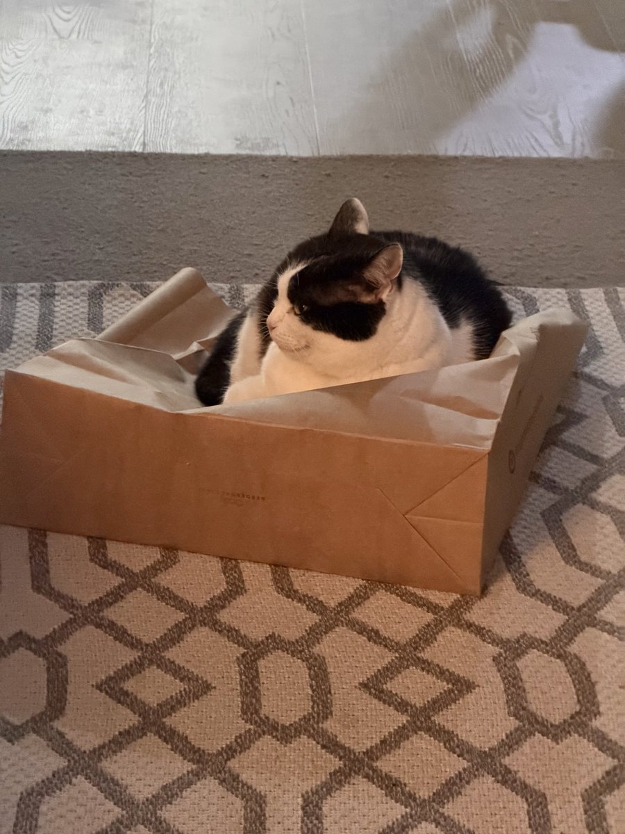 New bag furpals!

Played in it, now laying on top of it!
