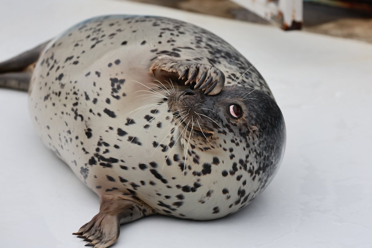 WAlexandrite's tweet image. 恥ずかしいポーズ👀
#キョロ 
#アザラシシーパラダイス 
#ゴマフアザラシ 
#アザラシ